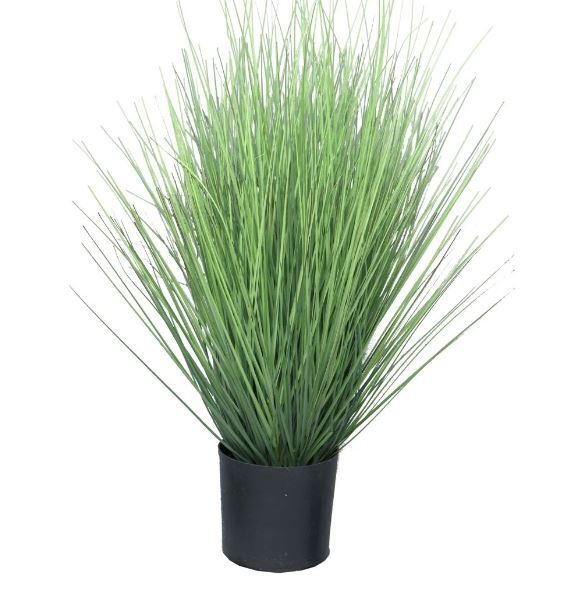 Трава декоративная в горшке KINGFESTUCA