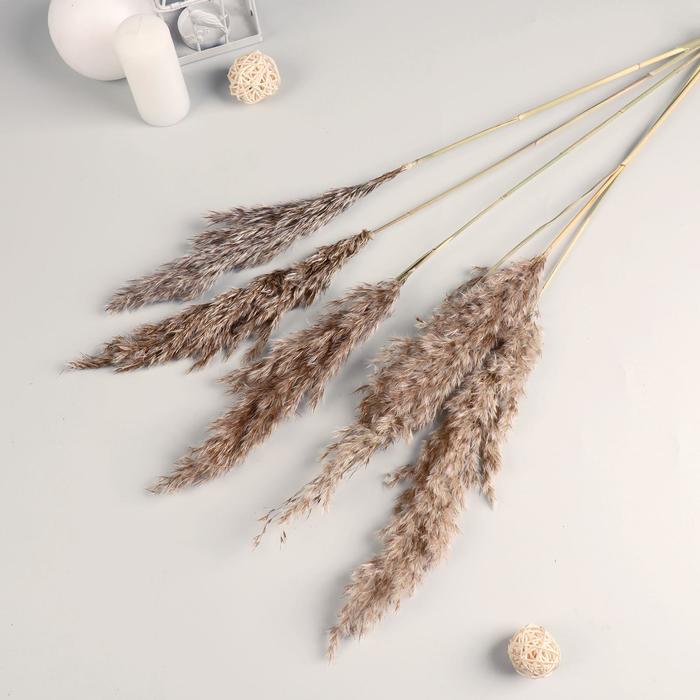 Сухоцвет Reed