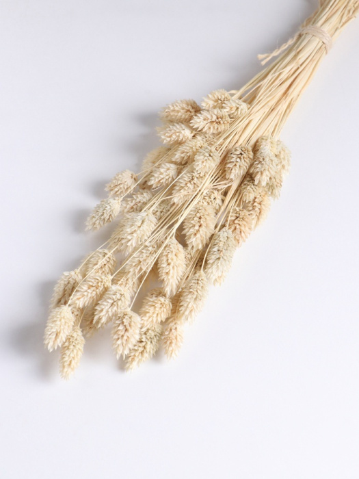 Сухоцвет PHALARIS