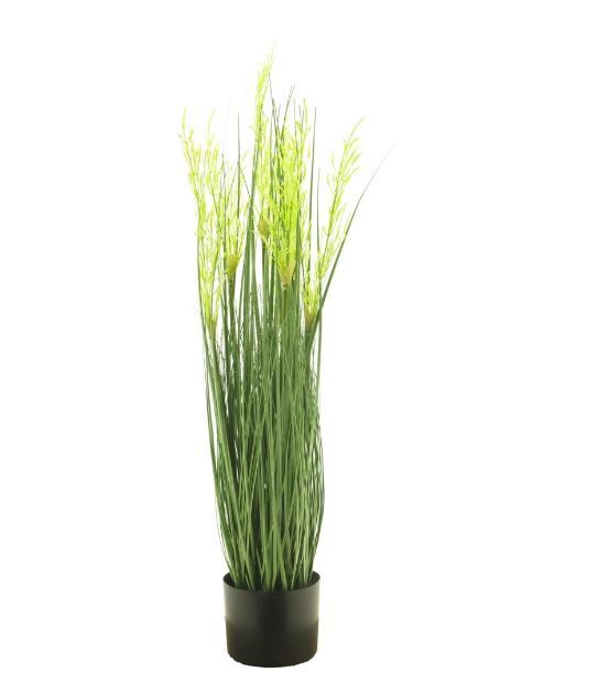 Трава декоративная в горшке KINGFESTUCA
