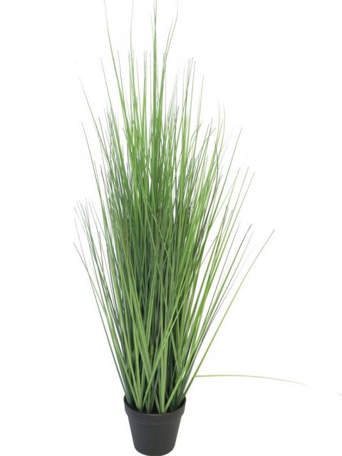 Трава декоративная в горшке KINGFESTUCA