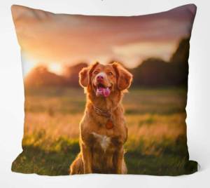 Наволочка GOLDEN RETRIEVER