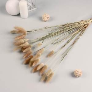 Сухоцвет Lagurus