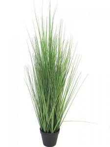 Трава декоративная в горшке KINGFESTUCA